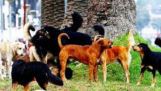 Peleas entre Perros Machos por Apareamiento VS Cambios en la Perra en Celo.