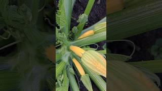 Как растут кустовые кабачки #сад #огород #дача #хобби #nature #garden #зелёнаямечта