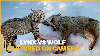 Exploring the Lynx Wild Beauty and Its Ecological Importance | Animals Fighting