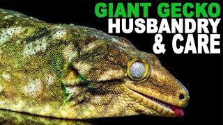 Leachie Care Simplified! (Giant Gecko Husbandry)