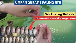 Racikan Umpan Gurame Paling Jitu || Mancing Gurame Gak Lagi di Zonk