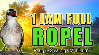 1 JAM FULL PANCINGAN trucukan GACOR ROPEL bikin trucuk lain bunyi pagi siang dan malam hari