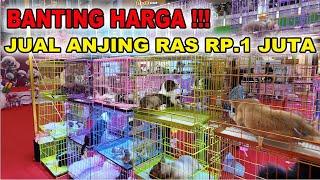 Jual Anjing Ras Rp.1 Juta Di Pet Bazaar Mall Mewah Jakarta