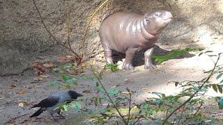 Hippo Baby Toni möchte mit Krähe spielen     Funny Animals