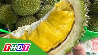 Sầu riêng Musang King rớt giá hơn một nửa | THDT