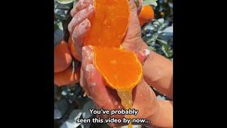 CHINA’S MYSTERIOUS VIRAL ORANGES EXPLAINED 