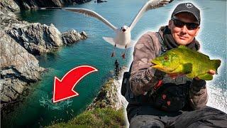 ***FOX RAGE TV*** UK Shore Fishing Adventure | Simple Perch Tactics | Wrasse Fishing with Ben Humber