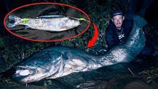 Auf WALLER mit totem KÖDERFISCH am FLUSS