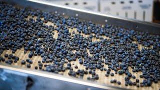 Live: High technology helps to pick blueberries in SW China