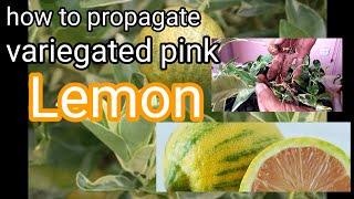 easy way to propagate variegated pink lemon from cutting with high percentage of success...