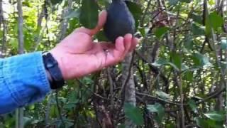 Unique Geocache:  "Guacamole"