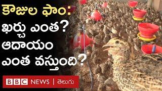 Quail Farming : కౌజు పిట్టల పెంపకం.. నెలకు ఎంత ఖర్చవుతుంది? ఎంత ఆదాయం వస్తుంది?