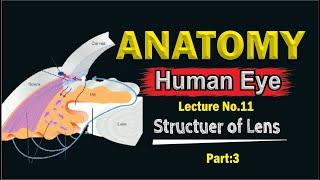 Aqueous Humor - Production, Circulation & Drainage | part 2