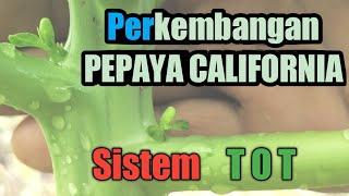 Perkembangan Pepaya California Sistem TOT