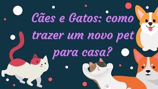 Cães e Gatos: como trazer um novo pet para casa?