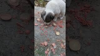 New Born Stray Pup eats raw carrots | Mountain Village | Nature Buddies #viral #shortsfeed #animals