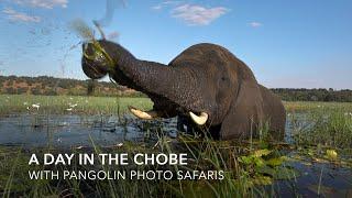 A Day in The Chobe National Park with Pangolin Photo Safaris