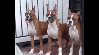 Boxer Breeder in India II Eastwood Boxers II Tailwaggers