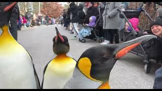 Penguin Parade 2024 - Cincinnati Zoo