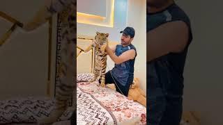 Subscribe  | Tiger | Bangal Tiger | With Sw Pet House ️ #swpetshouse