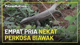 Empat Pria Nekat Perkosa Biawak, Terancam Hukuman 7 Tahun Penjara