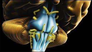 Neuroanatomy - The Brainstem