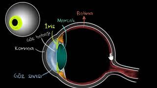 İnsan Gözünün Yapısı (Fen Bilimleri) (Fizik)
