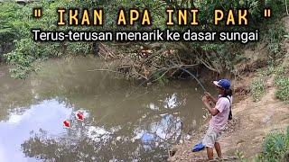 Beginilah YG terjadi..!! Jika Mancing di lubuk ikan baung raja AUTO PANEN