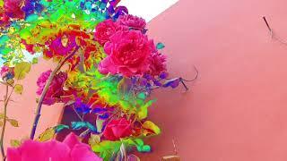 Həyətimizin rəngli gülləri və çiyələkləri / Rainbow flowers /#rainbow #flowers #baku #azerbaijan #tv