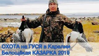 ОХОТА на ГУСЯ в Карелии 2019. Белощёкая КАЗАРКА