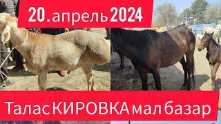 ТАЛАС КИРОВКА МАЛ БАЗАР 20.АПРЕЛЬ.2024
