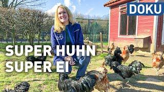 Das Hühnerleben - Super Huhn, super Ei | dokus und reportagen