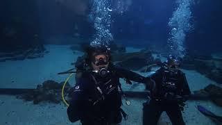 Scuba Diving the Georgia Aquarium