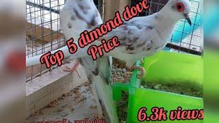 Diamond dove  price