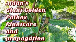 Giant Golden Pothos in Aldan Mayana Garden. Plantcare, tips and propagation