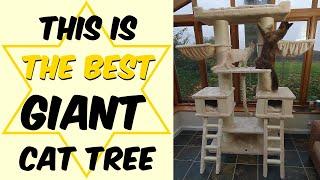 Looking for the best cat tree for Maine Coon cats?