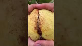 Farm Fresh Ninja Fruit | Tik Tok China | (Oddly Satisfying Fruit Ninja)