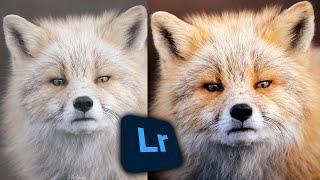 Learn How To Edit Wildlife Photos Like A Pro!