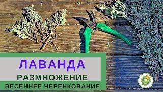 Размножение ЛАВАНДЫ - весеннее черенкование