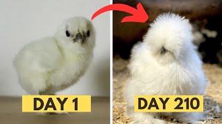 From Silkie Chicks to Adult SILKIE CHICKEN Growth Time Lapse Transformation | Silkie Chickens Silky