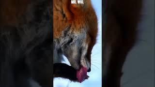 Purr-fect Grooming: When a Fox Takes Paw-cleaning to the Next Level