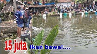 Melanggar aturan‼️ikan sudah naik terpaksa dilepas lagi..( 15 juta, ikan bawal )