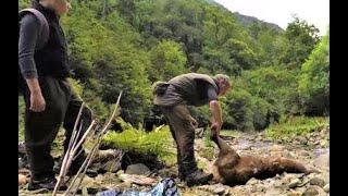 Bush hunting red deer , New Zealand.