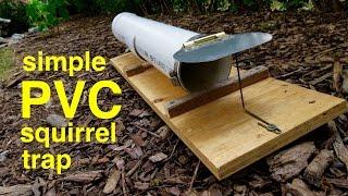 How to Make ● a Humane PVC SQUIRREL TRAP  (that works!)