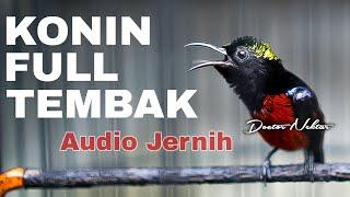 MASTERAN KONIN GACOR FULL ISIAN TEMBAK GEJRET KASAR AUDIO JERNIH COCOK BUAT KOLIBRI NINJA TROTOLAN