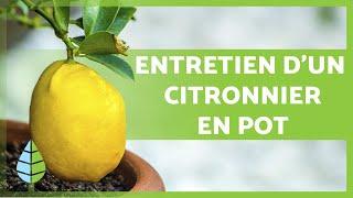 ENTRETIEN d'un CITRONNIER en POT   Arrosage, substrat, taille, et plus encore !