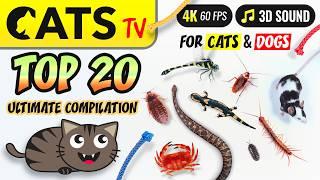 CAT TV - TOP 20  ULTIMATE Compilation 🪳 for cats & dogs [4K] 5 HOURS