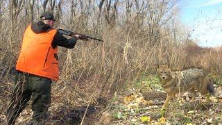Lov na šakala i lisicu kod Požarevca - Šakalijada I deo | Jackal and fox hunting in Serbia