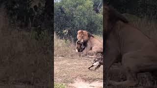 #lion #vs #hyena #wildlife #wildanimals #jungle #junglesafari #forest #deer #deerhunting #tiger #c