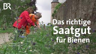 Welche Saatgutmischungen eignen sich für Bienen und Insekten? | Zwischen Spessart und Karwendel | BR